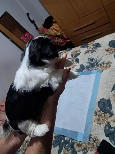 Linda filhote shitzu