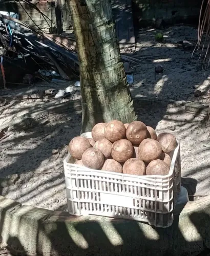 Cocos secos pra revender 