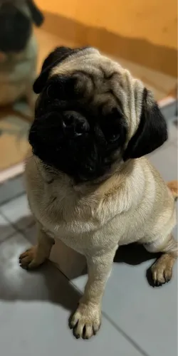 Vende se Pug com 8 meses todas as vacinas.