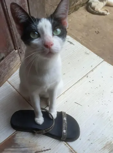 Doando Gata Castrada