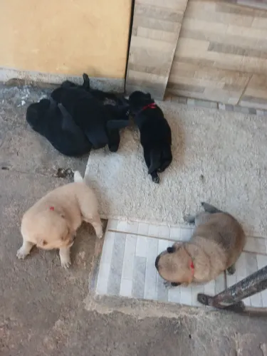 Vendo Chow chow filhote puros