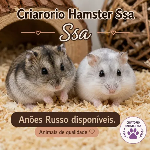 Anões Russos disponíveis (chinês)