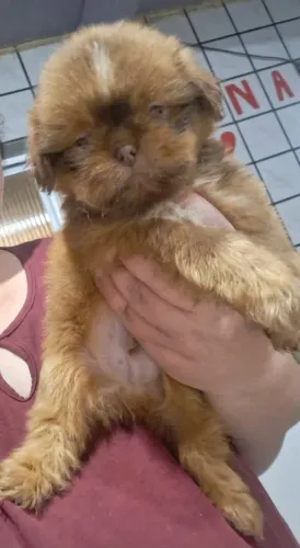 Filhotes de Shih Tzu