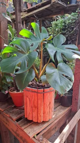 Costela de Adão no vaso