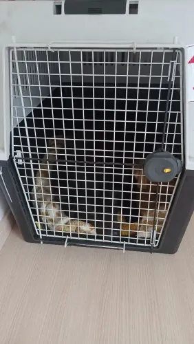 Vendo caixa de Pet Grande 