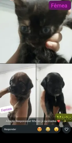 Doação de gatos e cachorro