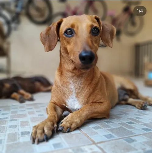 Doação de cachorros
