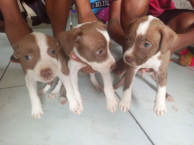 Cachorro pit bull