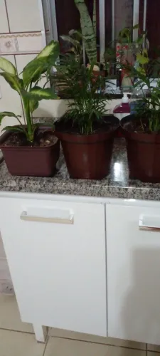 Vasos com comigo ninguém pode e outras