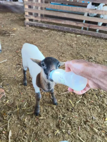 Cordeiros Pet
