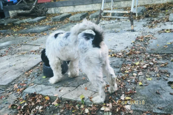 Doação Responsável Shih Tzu macho