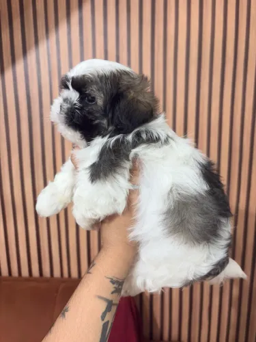 Shihtzu machinho