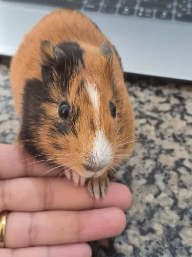 Doou porquinhos da india (filhotes)