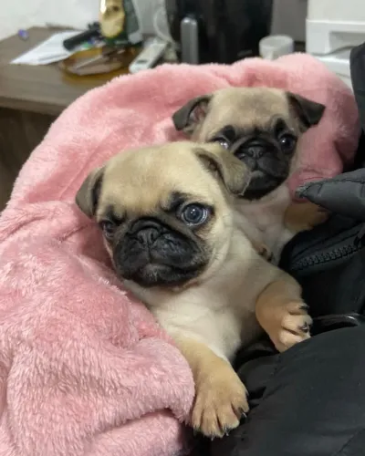 Filhotes de pug a venda