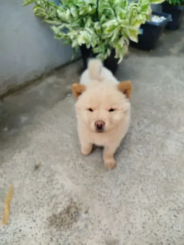 Chow Chow macho 68 dias puro R$ 1.200,00