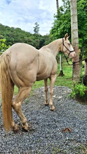 Ivanka Chex Gunner Egua QM PO documentada 