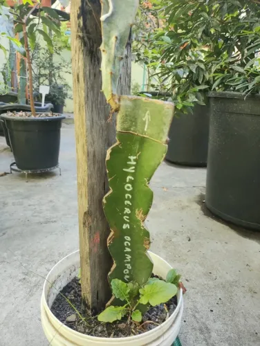 Planta frutífera rara pitaya hylocereus ocamponis
