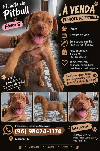 Filhote pitbull