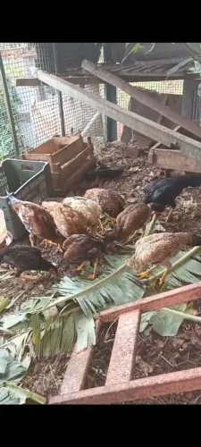 Frangos puros, índio
