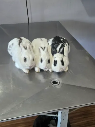 Vendo Coelhos. R$30,00 cada.