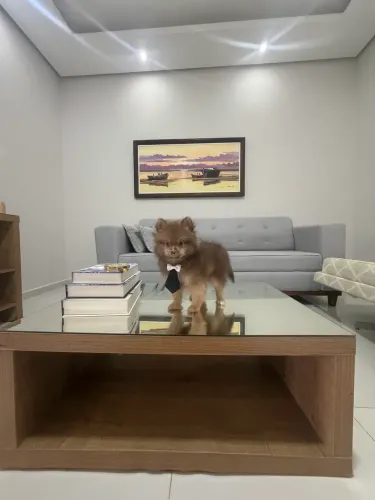 Spitz alemão macho 
