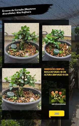 Pré bonsai árvore do coração Rita kajihara 