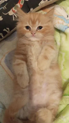 Gato persa