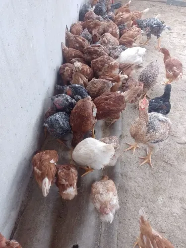 Proomoção vendo frango e franga em Jacaraípe Serra 