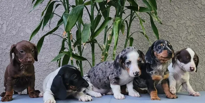 O Famoso Salsicha Com Pedigree!!