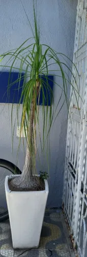 Planta
