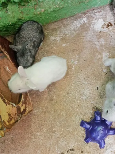 Vende se coelhinhos