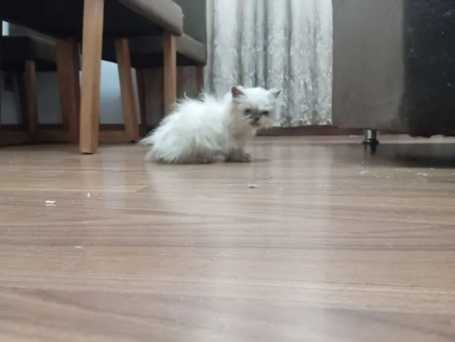 Gato persa