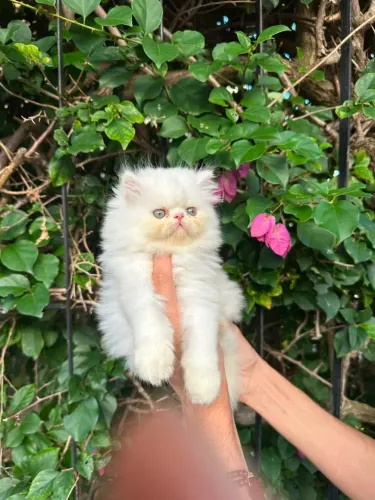 Lindo gato persa branco