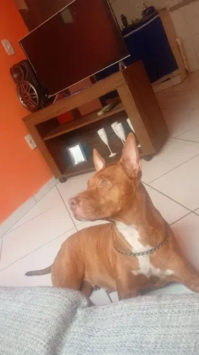 Cachorro