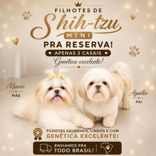 Filhotes de Shih-tzu mini pra reserva