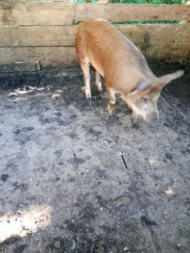 Doação de um porco