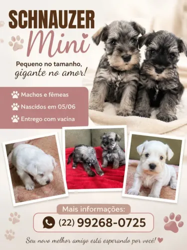 Animais de estimação 