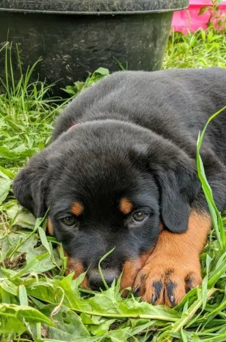 Rottweiler saudavel e forte