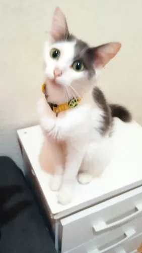 Gatinhos para doação 