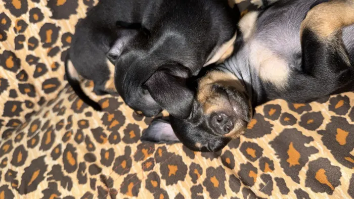 Cachorro pinscher