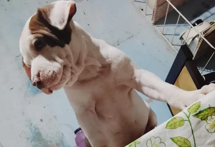 Pit Bull 