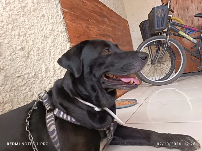 Cachorro Labrador para doação