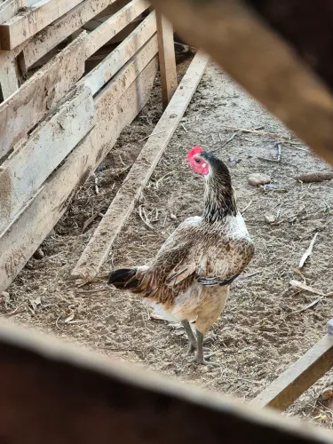 Galinha caipira ovo azul