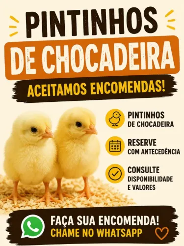 Aceita se encomendas de Pintinhos de chocadeira