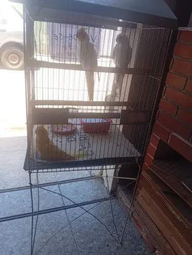 Gaiola com os três barato pra hoje