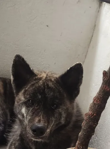 Akita uni tigrado