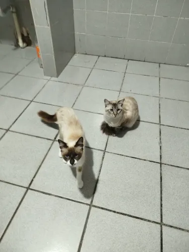 doa-se casal de gatos