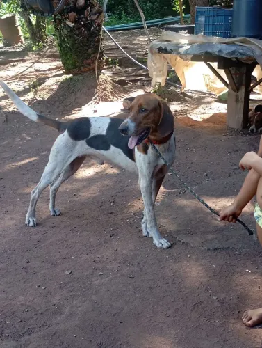 Cachorro americano