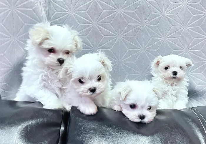 Raça maltês com pedigree