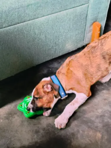 Cachorro 